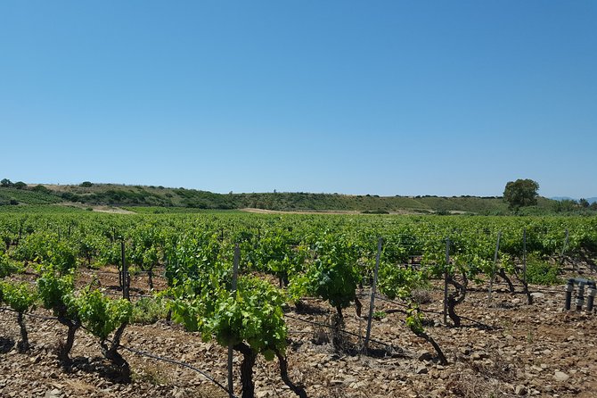 Half-Day Small-Group Wine Experience With Wine Expert From Cagliari - Common Questions