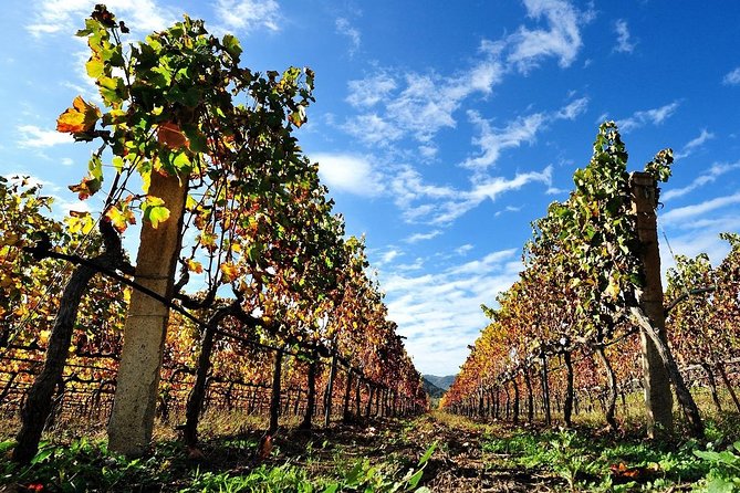 Half-Day Small-Group Wine Experience With Wine Expert From Cagliari - The Sum Up