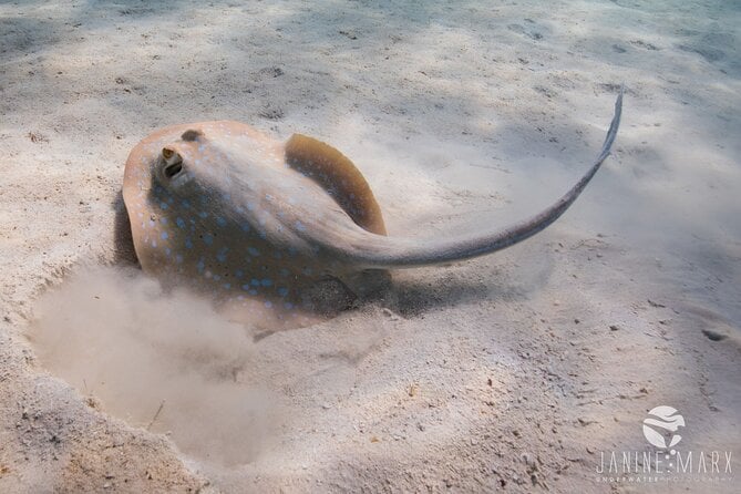 Half Day Snorkel 2.5hr Turtle Tour on the Ningaloo Reef, Exmouth - Positive Reviews and Guest Experiences