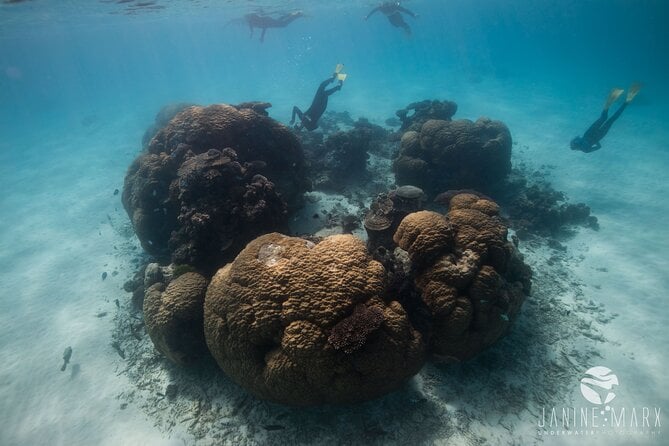 Half Day Snorkel 2.5hr Turtle Tour on the Ningaloo Reef, Exmouth - Wildlife Encounters, Safety, and Comfort