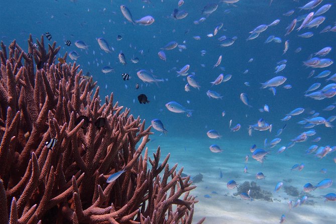 Half Day Snorkel 2.5hr Turtle Tour on the Ningaloo Reef, Exmouth - Common Questions
