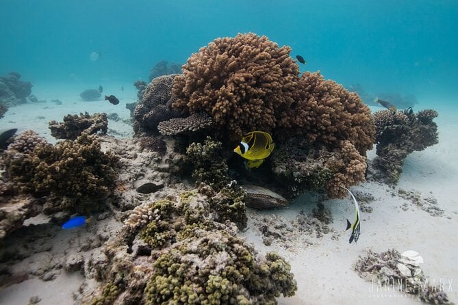 Half Day Snorkel 2.5hr Turtle Tour on the Ningaloo Reef, Exmouth - The Sum Up