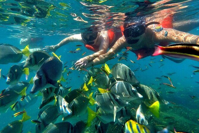 Half-Day Snorkel Experience and Party Catamaran in Los Cabos! + Round Trip - Good To Know