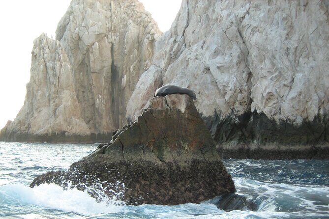 Half-Day Snorkel Experience and Party Catamaran in Los Cabos! + Round Trip - FAQs