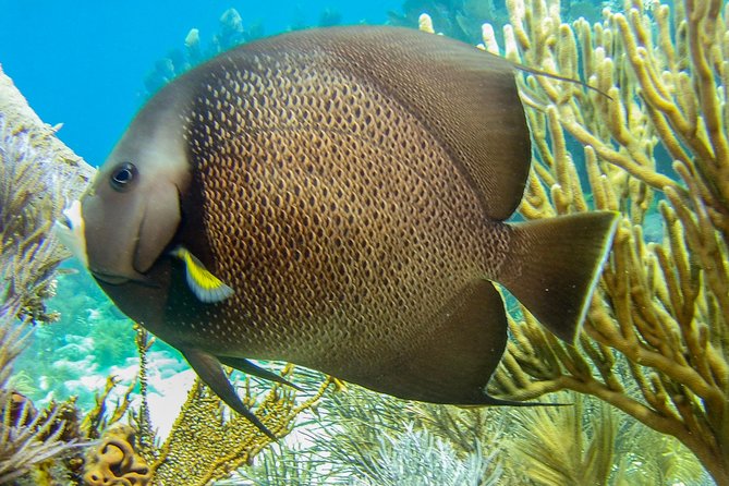 Half Day Snorkel Trip on Reefs in the Florida Keys - Overview and Details