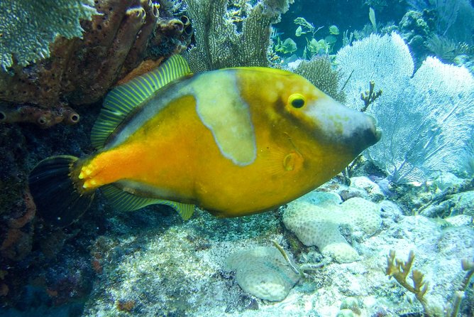 Half Day Snorkel Trip on Reefs in the Florida Keys - Multiple Dive Sites and Good Visibility