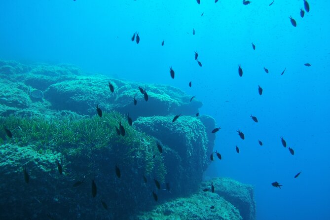 Half Day Snorkeling & Diving in Nice - Safety Guidelines and Requirements