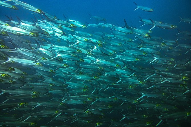Half-Day Snorkeling Experience in Tamarindo - Good To Know