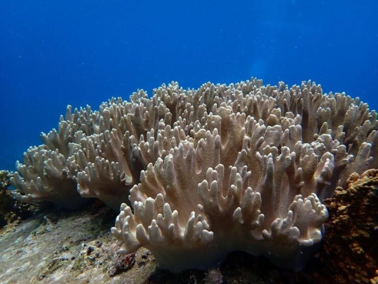 Half-Day Snorkeling Trip in Nha Trang With Vietnam Active - Snorkeling Experience
