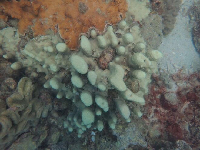 Half-Day Snorkeling Trip in Nha Trang With Vietnam Active - Customer Reviews