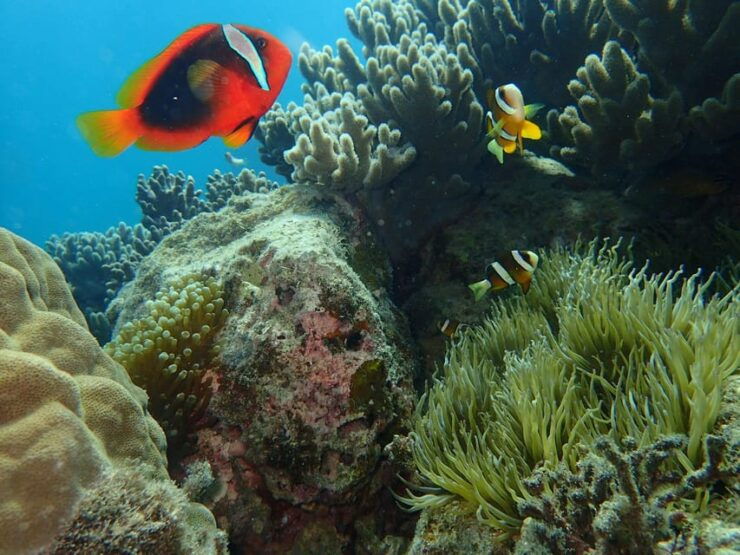 Half-Day Snorkeling Trip to Kerama (A : Kerama Snorkeling) - Good To Know