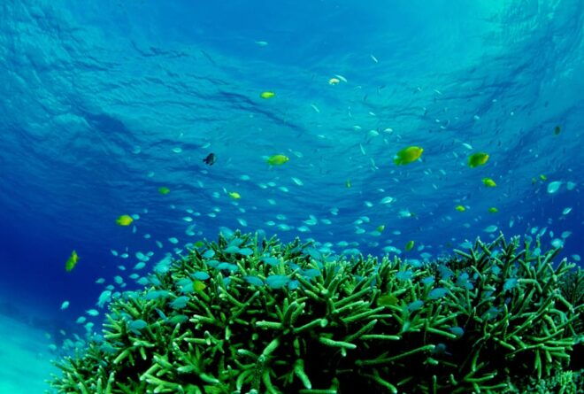 Half-Day Snorkeling Trip to Kerama (A : Kerama Snorkeling) - Optional Activities