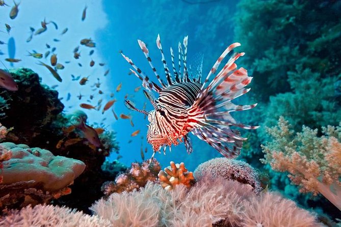 Half-Day Snorkeling Trip to Ras-Mohammed National Park by Bus - Cancellation Policy and Weather