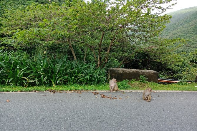 Half-Day Son Tra Wildlife Spotting Tour From Da Nang - Scenic Drive Around Son Tra Peninsula