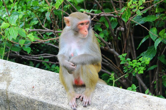 Half-Day Son Tra Wildlife Spotting Tour From Da Nang - Common Questions