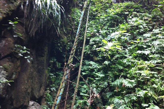Half-Day St. Kitts Rainforest Hike - Overview and Details