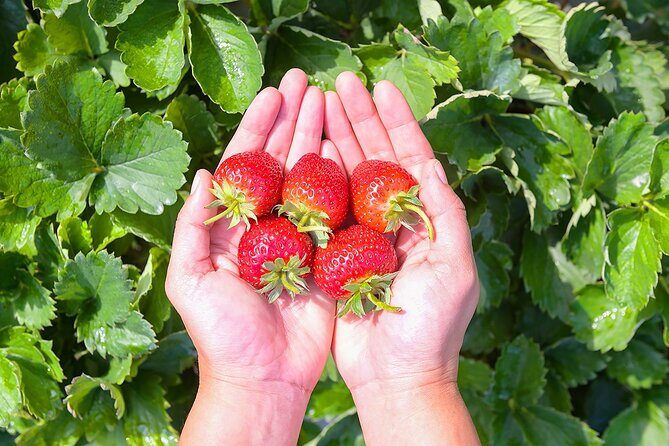 Half Day Strawberry & Snow Sled Tour in Eobi Seoul - The Sum Up