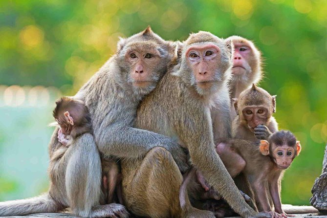 Half Day Surface of Ubud Private Tour - Reservation and Booking Details