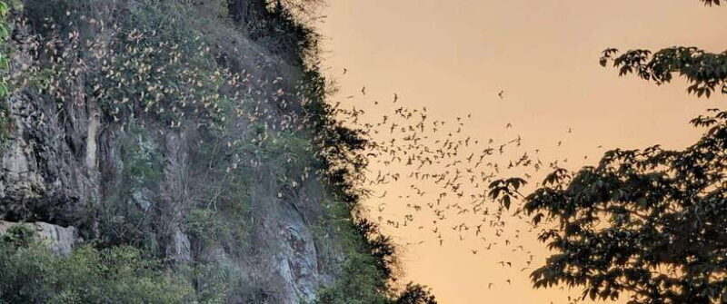 Half-day swing bridge, bamboo train, batcave & Killing cave - Authentic Experiences According to Reviews