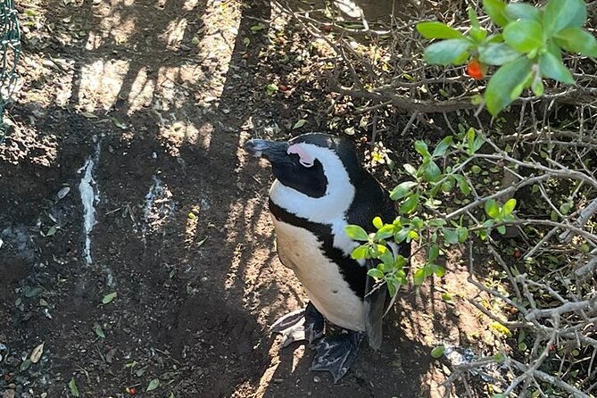 Half Day Table Mountain and Penguins Shared Group Tour - Tour Highlights