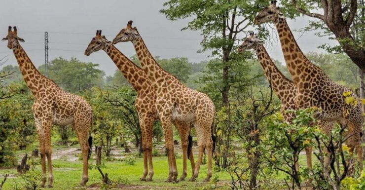 Half Day Tala Game Reserve & Natal Lion Pk Tour From Durban - Tour Highlights