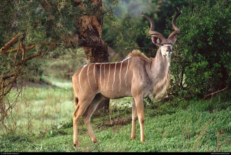 Half Day Tala Game Reserve & Phezulu Park Safari From Durban - Tour Details