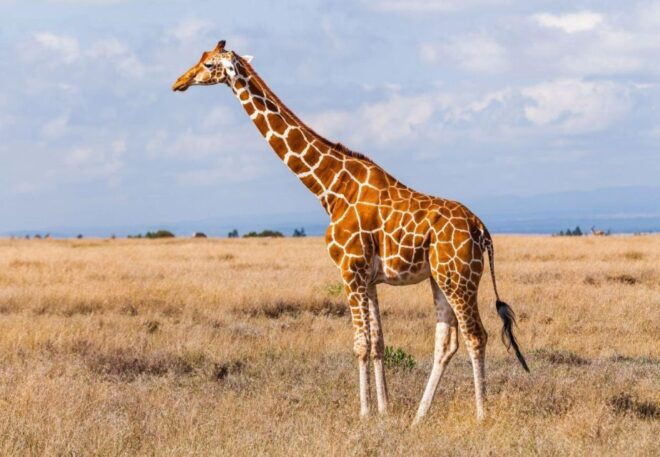 Half Day Tala Game Reserve & Phezulu Park Safari From Durban - Tour Description