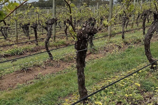 Half Day Tamar Valley Wine Tour - Reviews