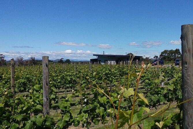 Half Day Tamar Valley Wine Tour - The Sum Up