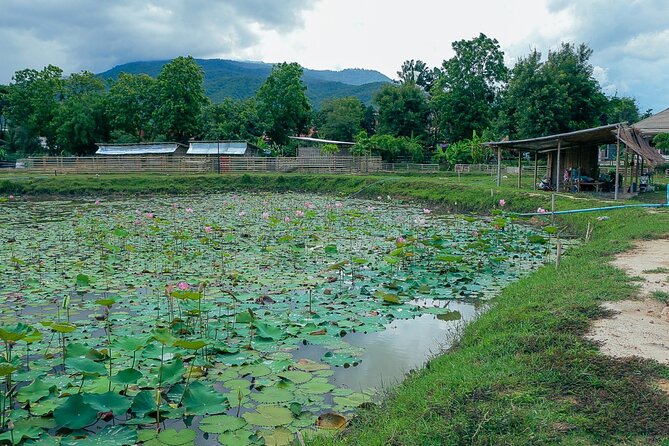 Half-Day Thai CookingClass at A Roi Dee Organic Farm in ChiangMai - Common Questions