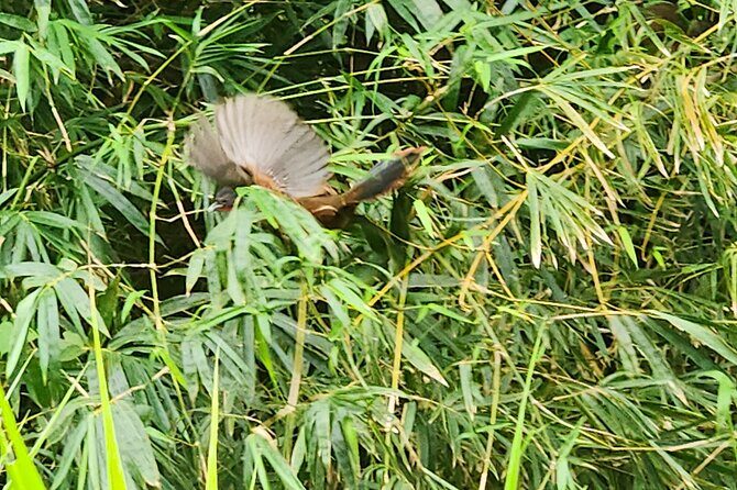 Half Day Tobago Tours with Transfers - Value for Money