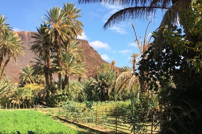 Half-Day Todra Gorges Hike - Tour Highlights