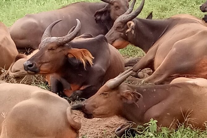 Half Day Tour :Bandia Animals Reserve - Pickup Information