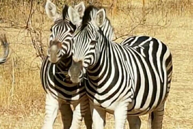Half Day Tour :Bandia Animals Reserve - Additional Details