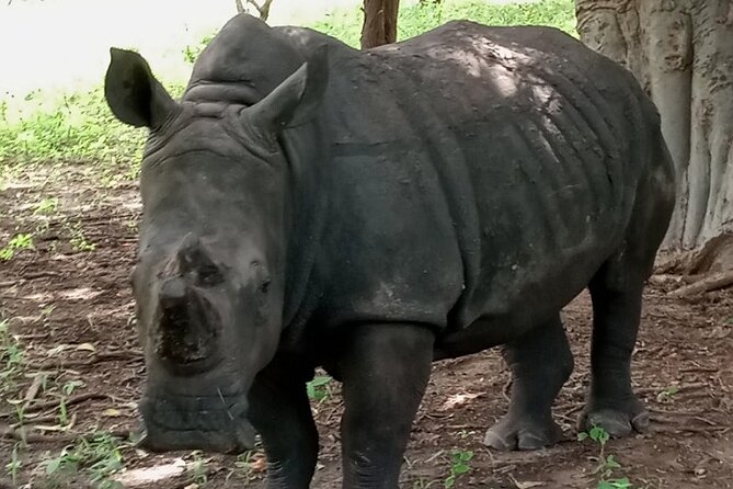Half Day Tour :Bandia Animals Reserve - Cancellation Policy
