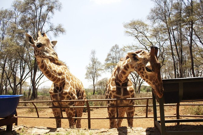 Half Day Tour Elephant Orphanage,Giraffe CenterKobe Beads Factory - Visitor Reviews