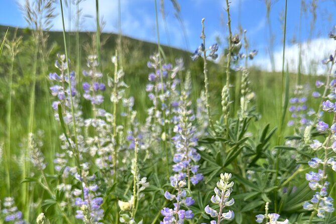 Half Day Tour from Denver Private Guided Hike with Curated Picnic - An In-Depth Look at the Experience