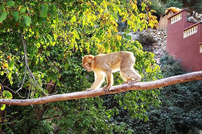 Half Day Tour From Marrakech to the Atlas Mountains & Ourika Valley - Additional Information