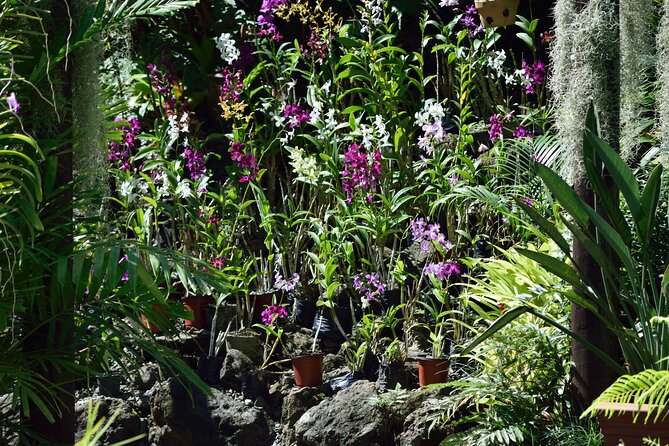 Half Day Tour From Nadi Includes Local Markets, Orchid Gardens and Local Village - Shore Excursions - Explore Orchid Gardens