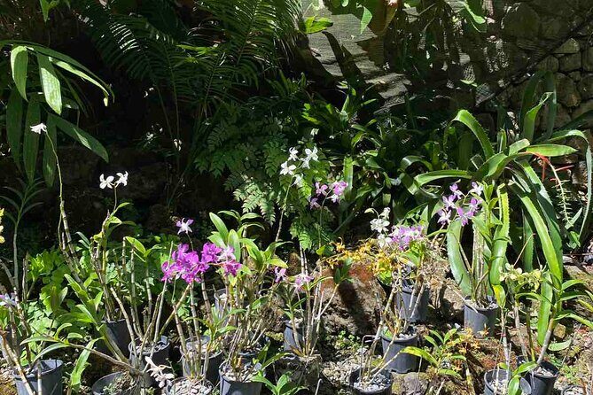 Half Day Tour in Nadi - Exploring the Tour in Detail