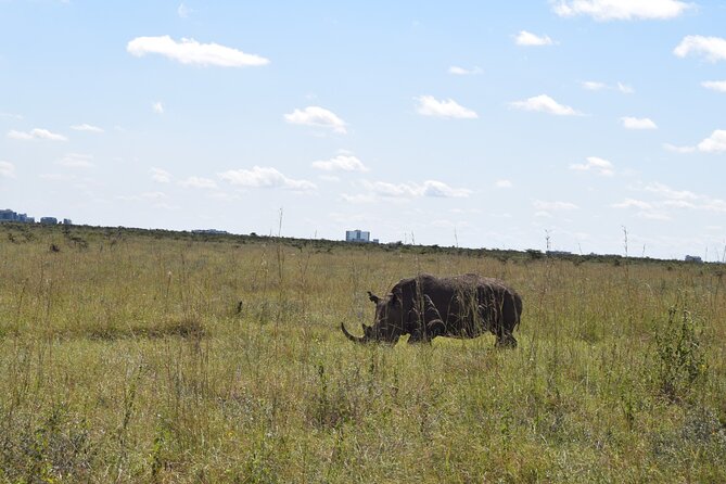 Half Day Tour in Nairobi National Park - Tour Highlights