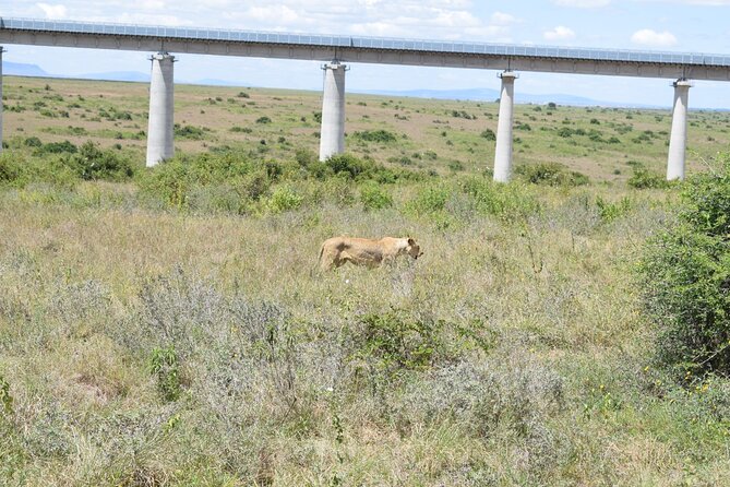Half Day Tour in Nairobi National Park - Cancellation Policy
