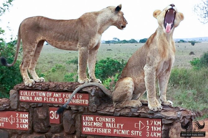 Half Day Tour in Nairobi National Park Safari - Good To Know