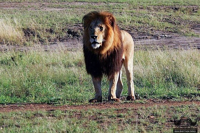 Half Day Tour in Nairobi National Park Safari - Inclusions and Meeting Details