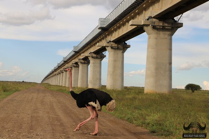 Half Day Tour in Nairobi National Park Safari - Tour Operator Information