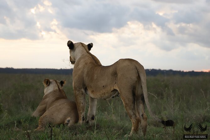 Half Day Tour in Nairobi National Park Safari - Cancellation Policy