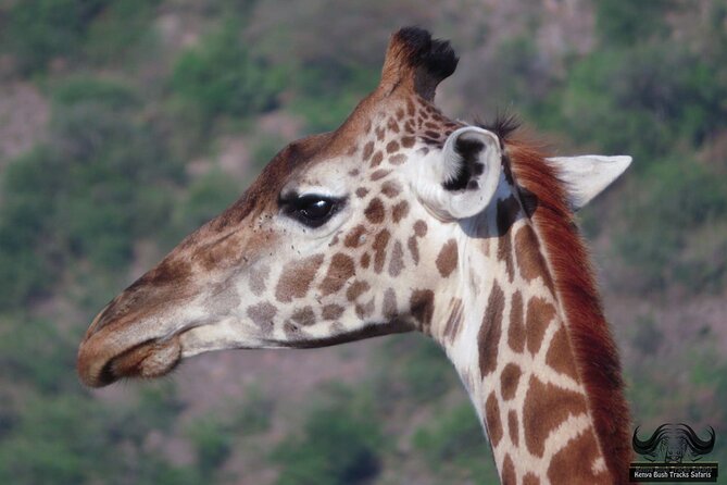 Half Day Tour in Nairobi National Park Safari - End Point Details