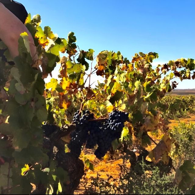 Half-Day Tour in Requena With Wine Tasting and Lunch! - Tour Highlights