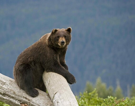 Half Day Tour in Turnagain Arm With Stop for Wildlife and Scenery - Pricing and Booking Information