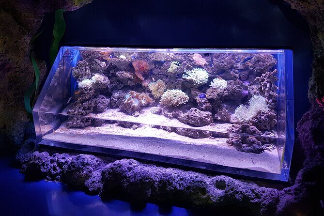 Half Day Tour Jakarta Aquarium and Pantai Indah Kapuk Jakarta - The Sum Up 